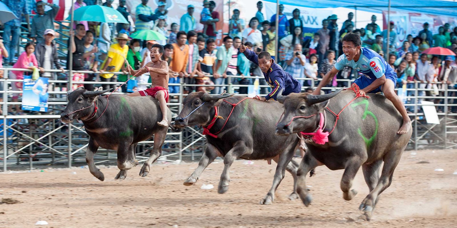 Chonburi buffalo racing Chonburi buffalo racing