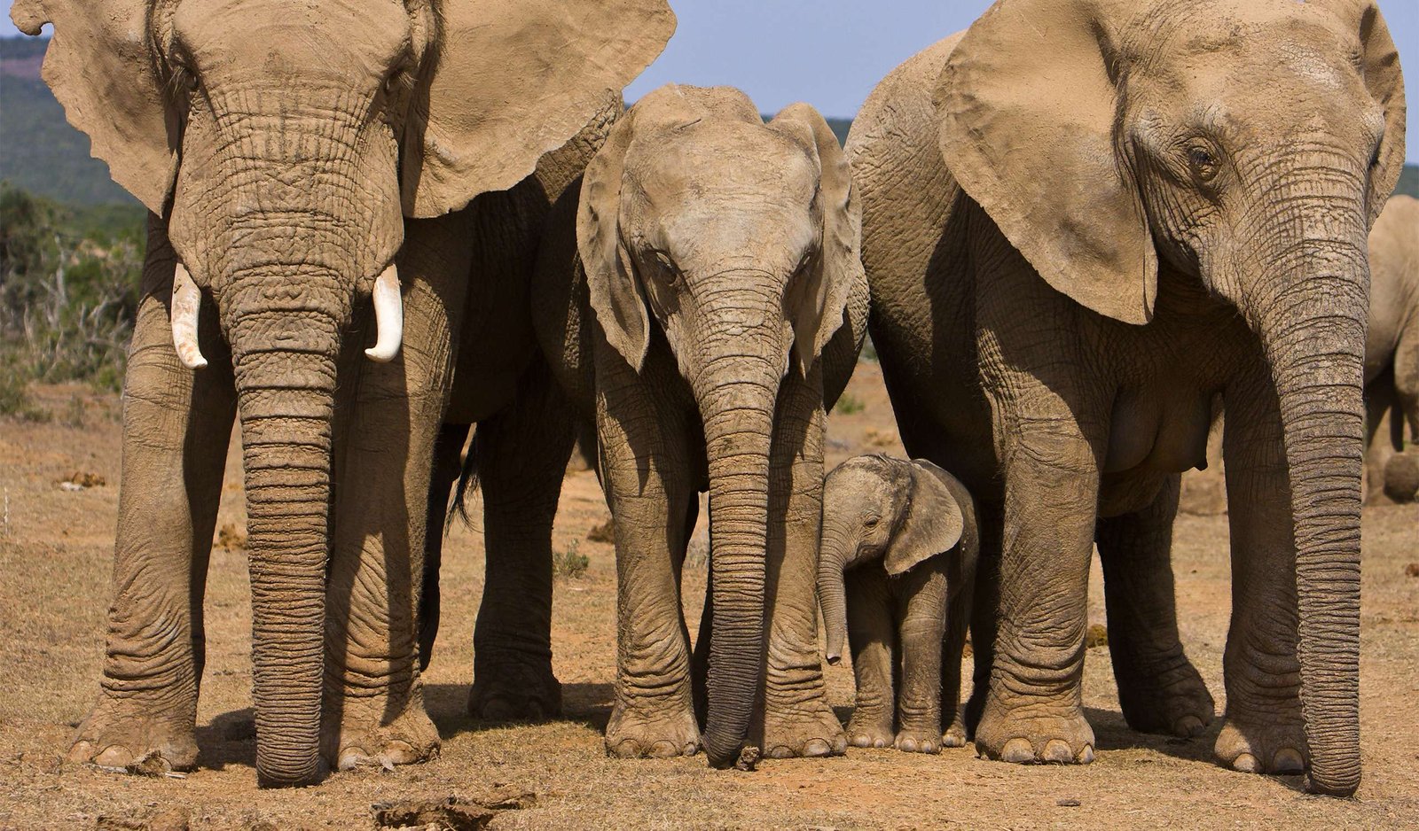 Addo Elephant National Park in South Africa Addo Elephant National Park in South Africa