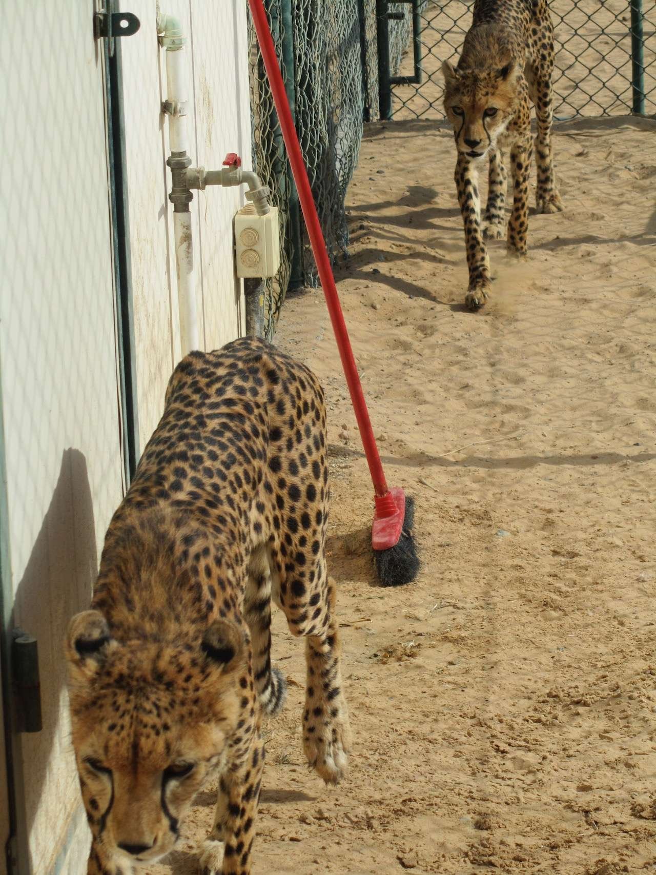 Al Buqaish Private Zoo (Cheetah Encounters)