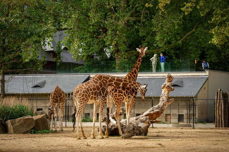 Antwerp Zoo