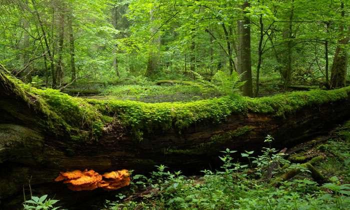 Białowieża Forest