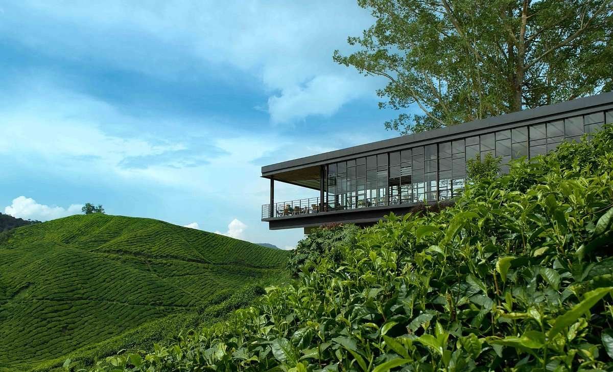 Boh Tea Plantation in Malaysia Boh Tea Plantation in Malaysia