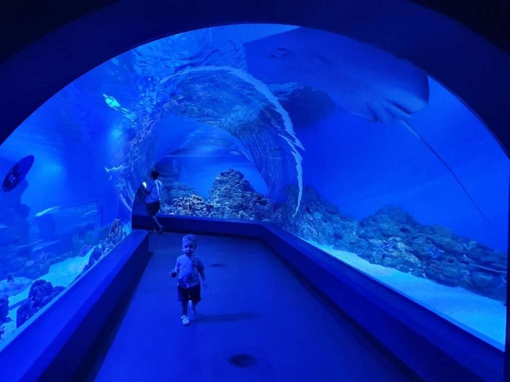 Cairns Aquarium Country 2 Cairns Aquarium