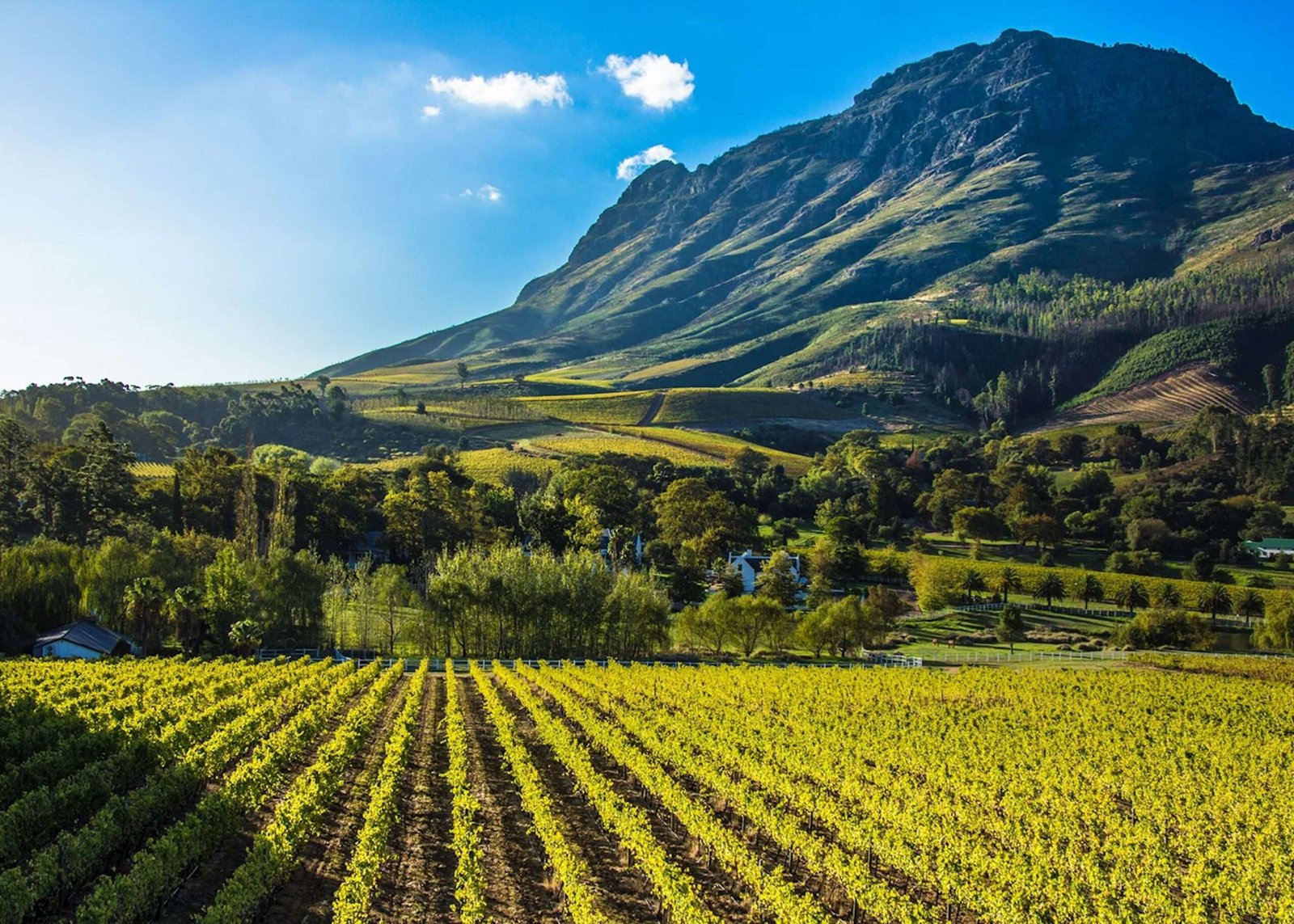 Cape Winelands in South Africa Cape Winelands in South Africa