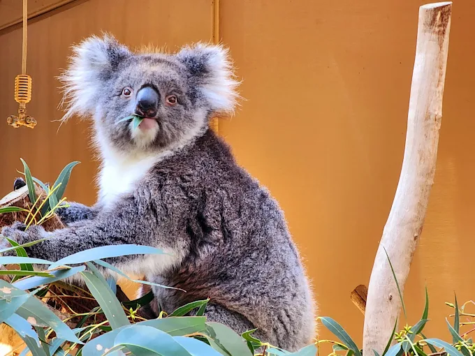 Cleland Wildlife Park new 2 Cleland Wildlife Park