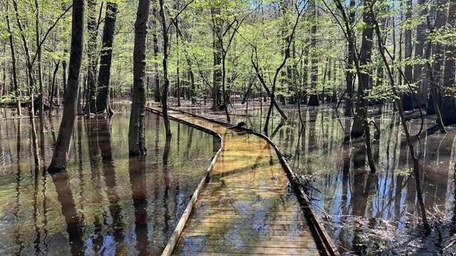 Congaree National Park Congaree National Park