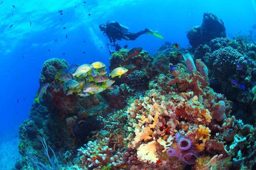 Cozumel – Coral Reefs & Diving Paradise in Mexico Cozumel – Coral Reefs & Diving Paradise in Mexico