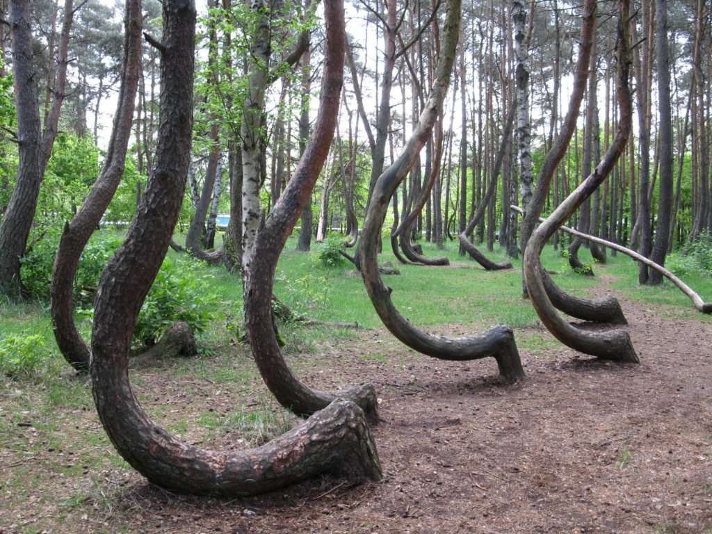 Crooked Forest (Krzywy Las) Crooked Forest (Krzywy Las)
