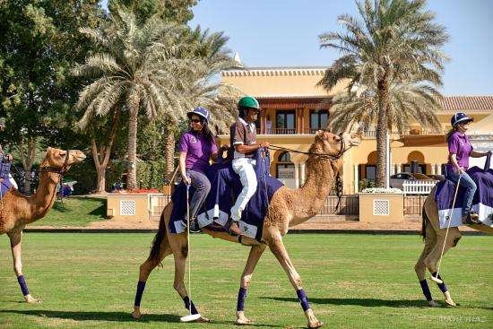 Dubai Polo & Equestrian Club – Camel Polo Dubai Polo & Equestrian Club – Camel Polo