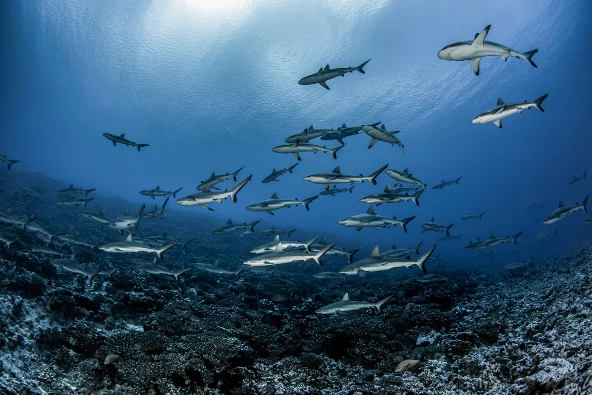 Fakarava – Diving in the UNESCO Biosphere Reserve 1 Fakarava – Diving in the UNESCO Biosphere Reserve