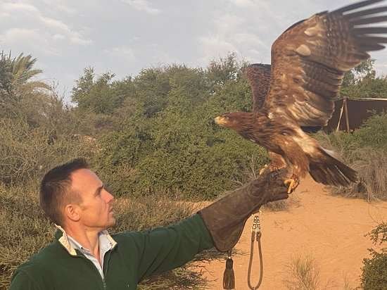 Falconry Experience at Al Maha Desert Resort Falconry Experience at Al Maha Desert Resort