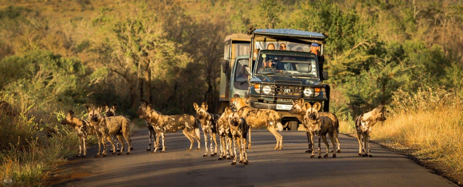 Hluhluwe–iMfolozi Park Day Safari from St. Lucia in South Africa Hluhluwe–iMfolozi Park Day Safari from St. Lucia in South Africa
