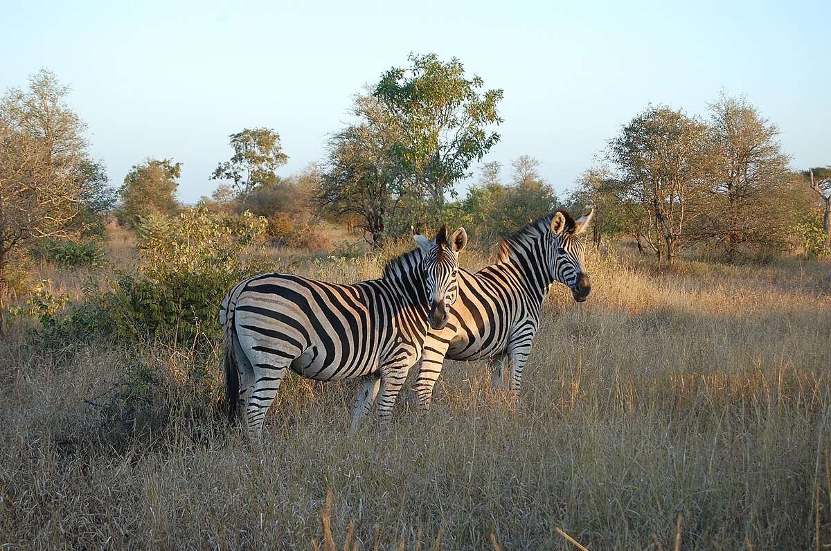 Kruger National Park in South Africa Kruger National Park in South Africa
