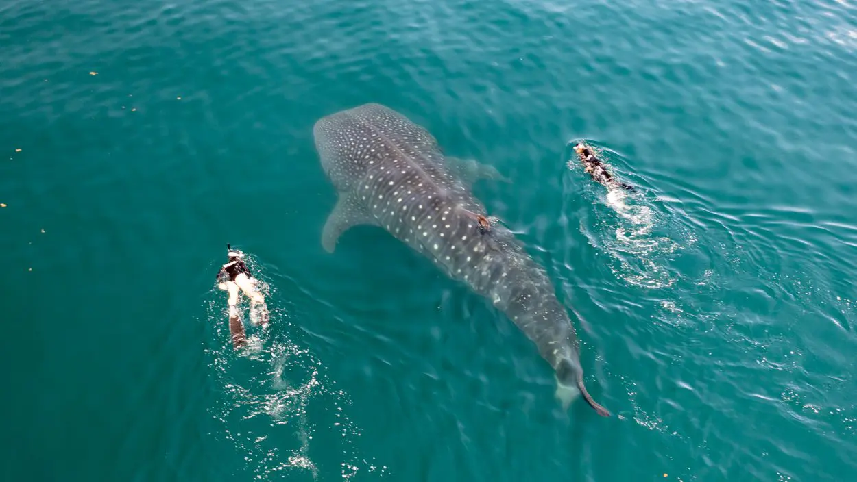 La Paz – Whale Shark & Marine Tours in Mexico