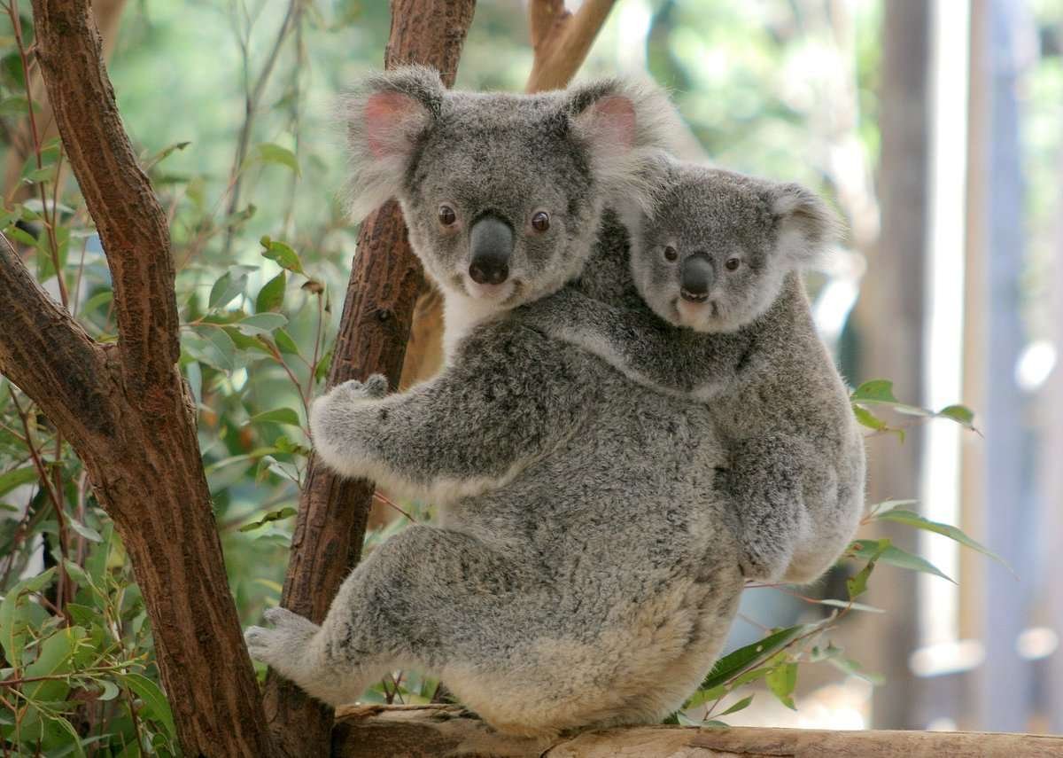 Lone Pine Koala Sanctuary Country 1 Lone Pine Koala Sanctuary