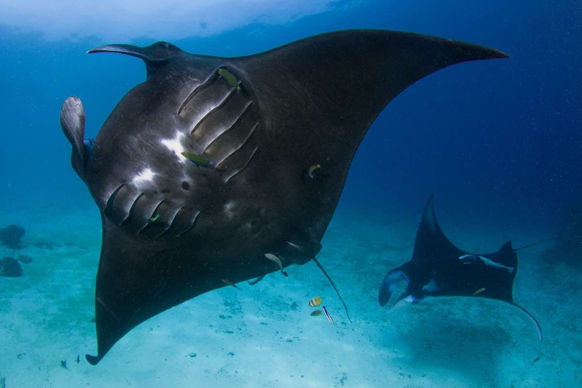 Manta Ray Snorkeling – Raja Ampat Manta Ray Snorkeling – Raja Ampat