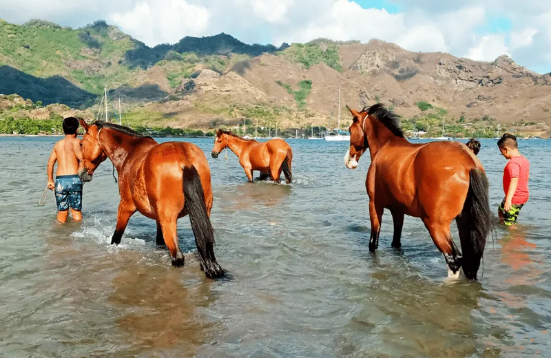 Marquesas Islands – Horseback Riding in Nuku Hiva 2 Marquesas Islands – Horseback Riding in Nuku Hiva