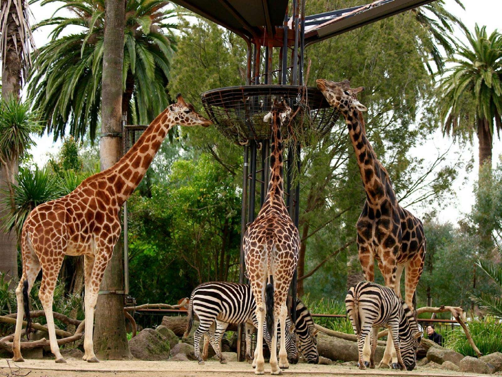 Melbourne Zoo 1 Melbourne Zoo