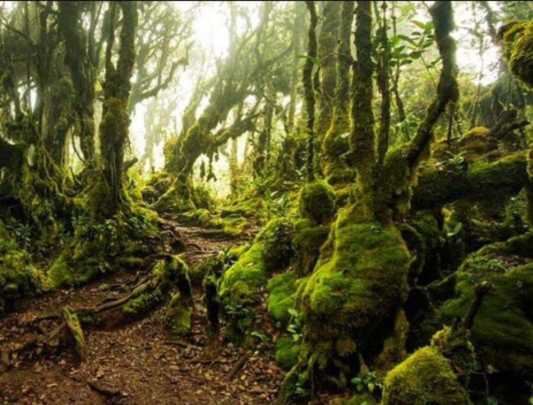 Mossy Forest in Malaysia Mossy Forest in Malaysia
