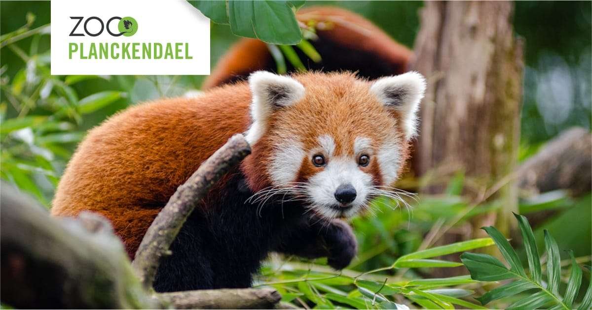 Planckendael Zoo 1 Planckendael Zoo