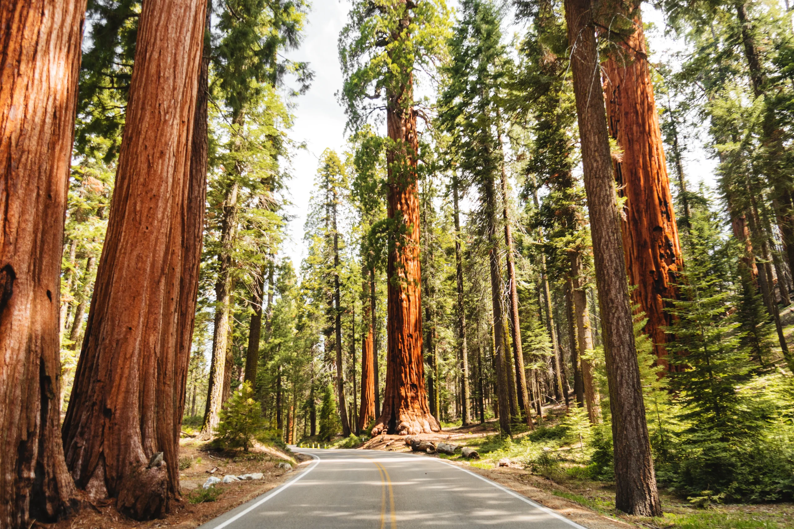 Redwoods National & State Parks in USA Redwoods National & State Parks in USA