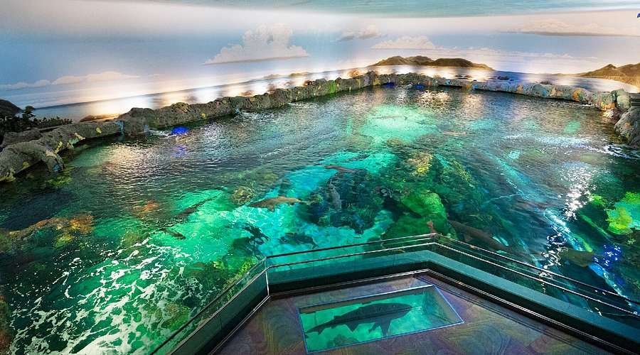 Ripley’s Aquarium of Canada 1 Ripley’s Aquarium of Canada