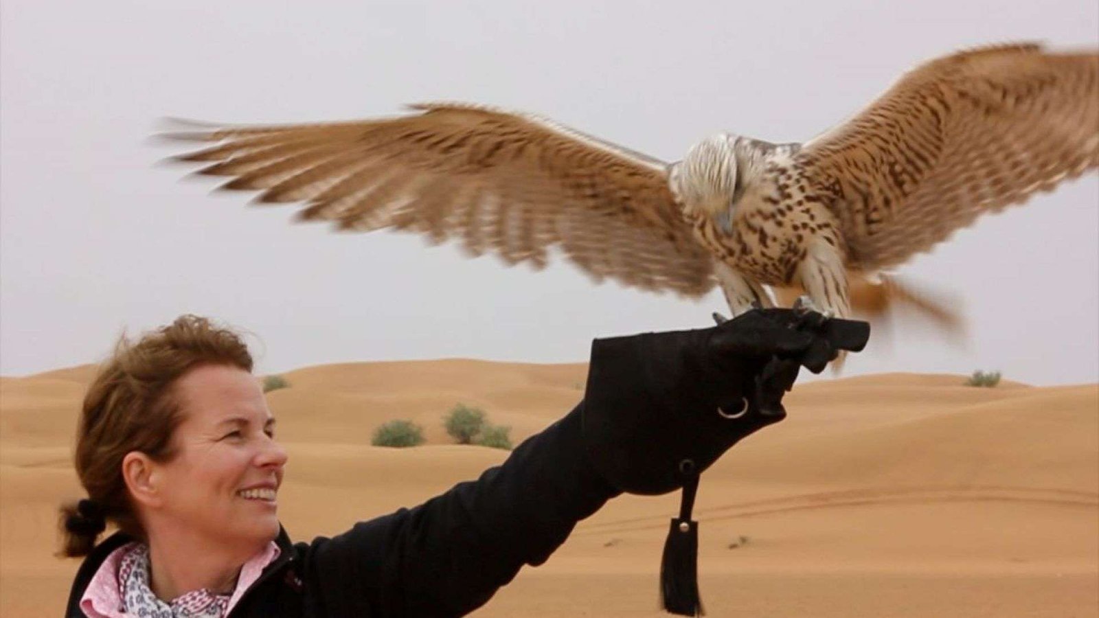 Royal Shaheen Private Hawk Hunts Royal Shaheen Private Hawk Hunts