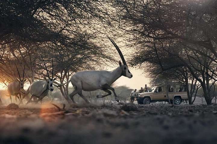Sir Bani Yas Island Arabian Oryx Tracking in United Arab Emirates Sir Bani Yas Island Arabian Oryx Tracking in United Arab Emirates