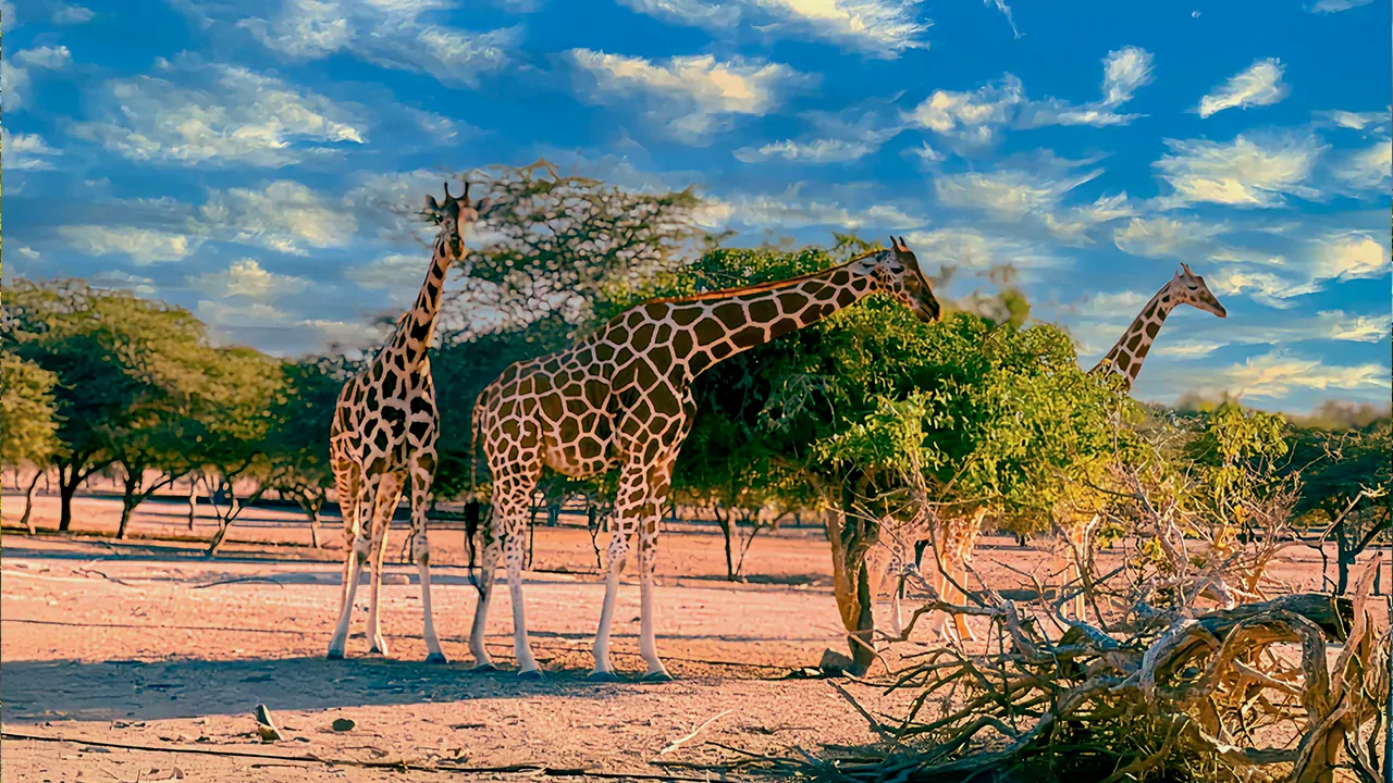 Sir Bani Yas Island Wildlife Reserve Sir Bani Yas Island Wildlife Reserve