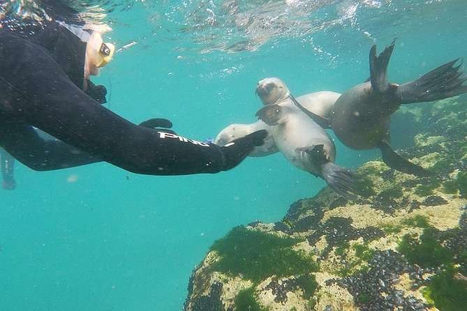 Snorkel with Sea Lions 2 Snorkel with Sea Lions