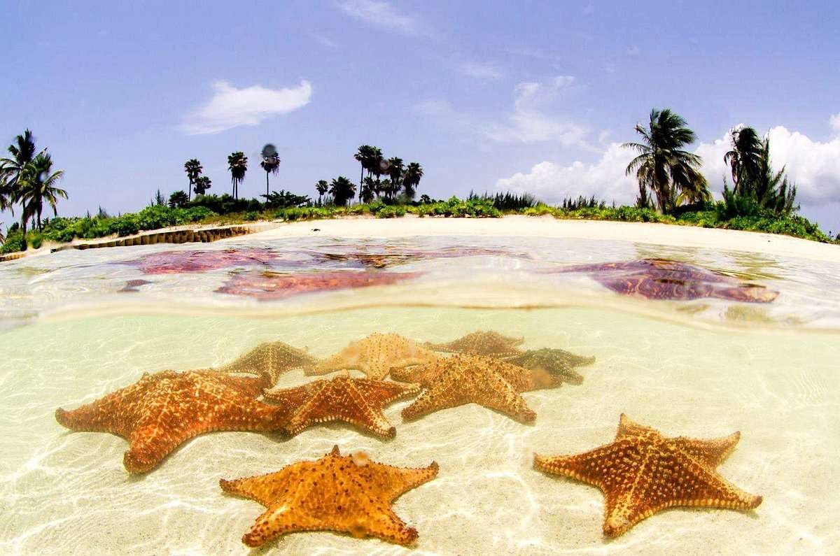 Starfish 1 Starfish Point
