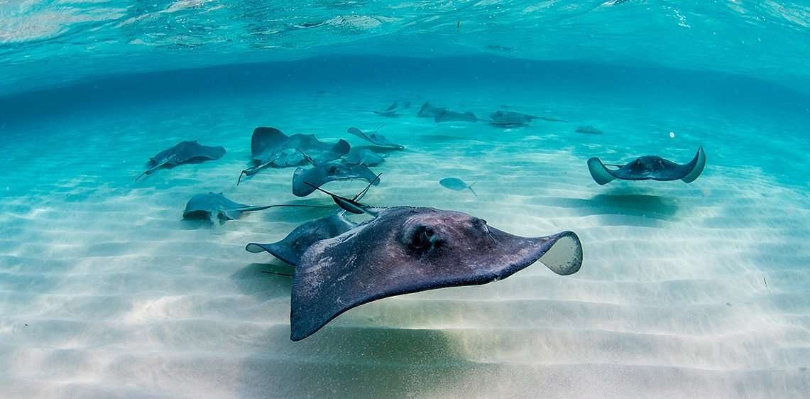 Stingray City 1 Stingray City