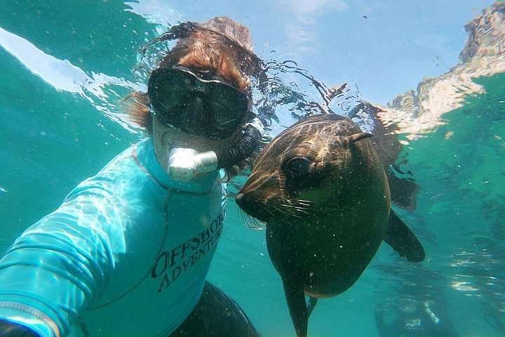Swim with Seals in South Africa Swim with Seals in South Africa