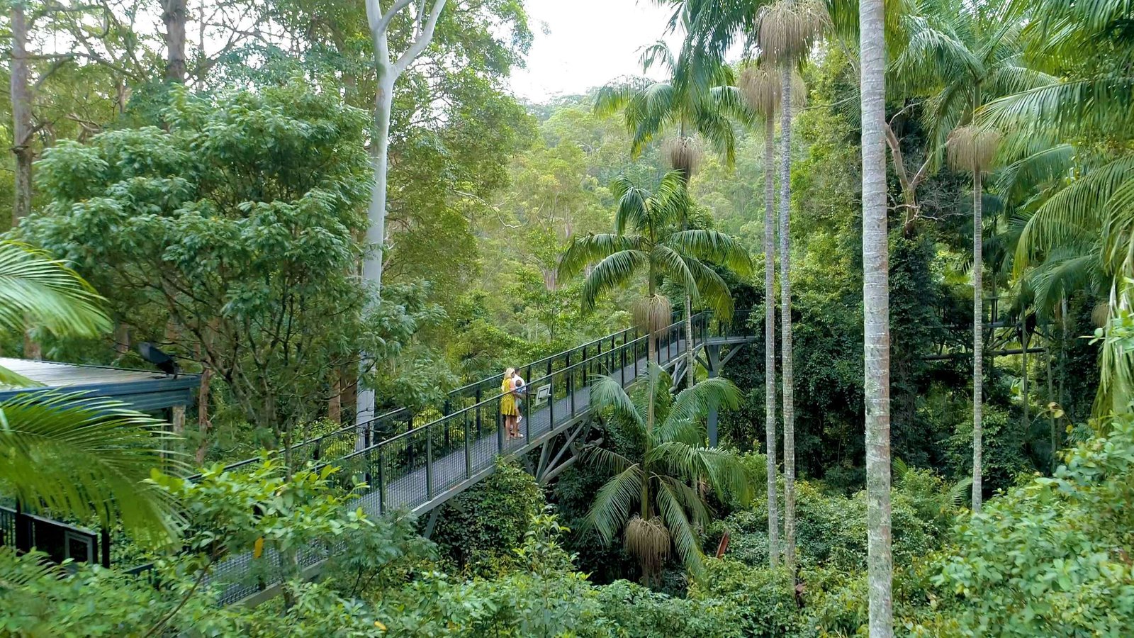 Tambourine Rainforest Skywalk 1 Tambourine Rainforest Skywalk
