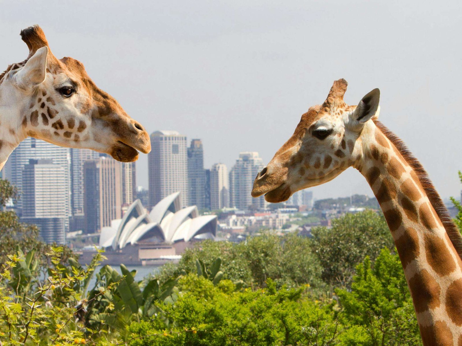 Taronga Zoo 1 Taronga Zoo
