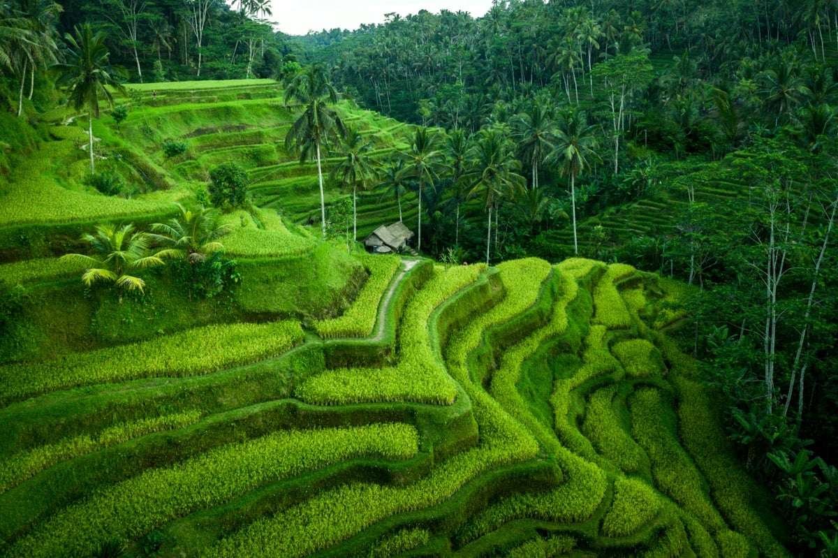 Tegallalang Rice Terraces Tegallalang Rice Terraces