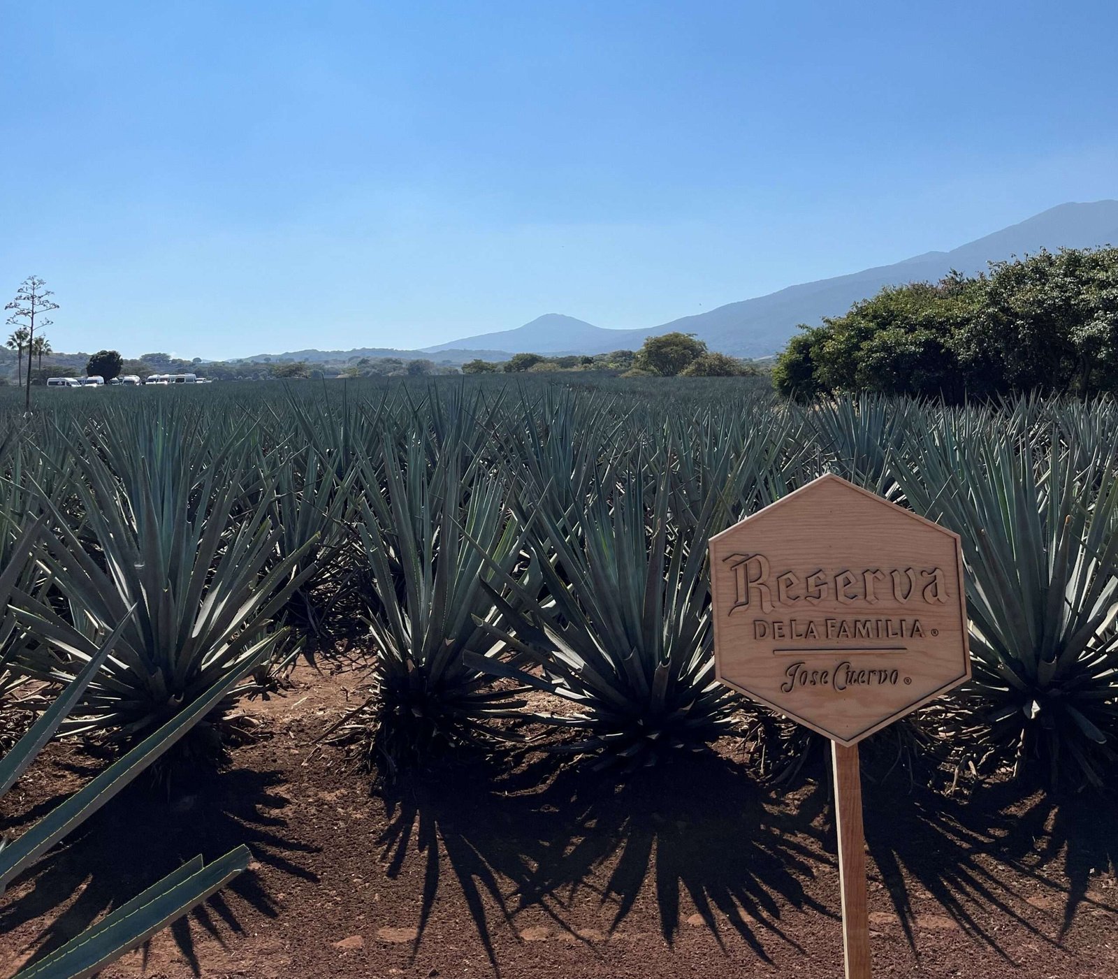 Tequila – Agave Fields & Distilleries in Mexico