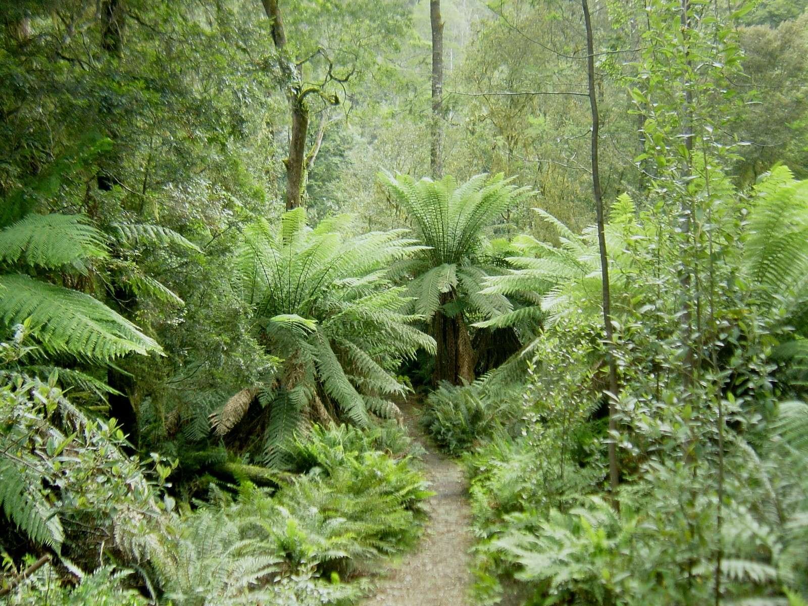 The Tarkine Rainforest 2 The Tarkine Rainforest