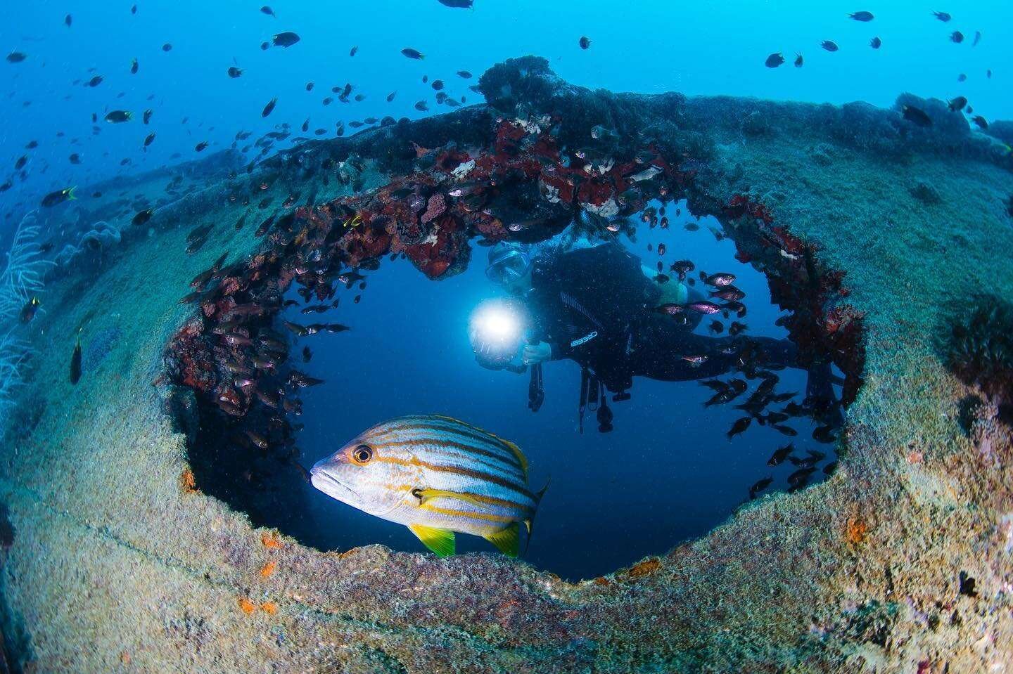 Yongala Dive 1 Yongala Dive