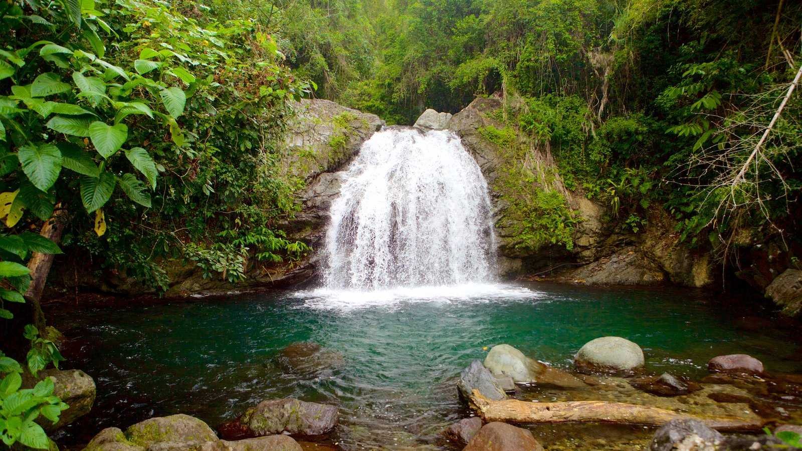 Blue Mountains Hiking and Coffee Tours in Jamaica Blue Mountains Hiking and Coffee Tours in Jamaica