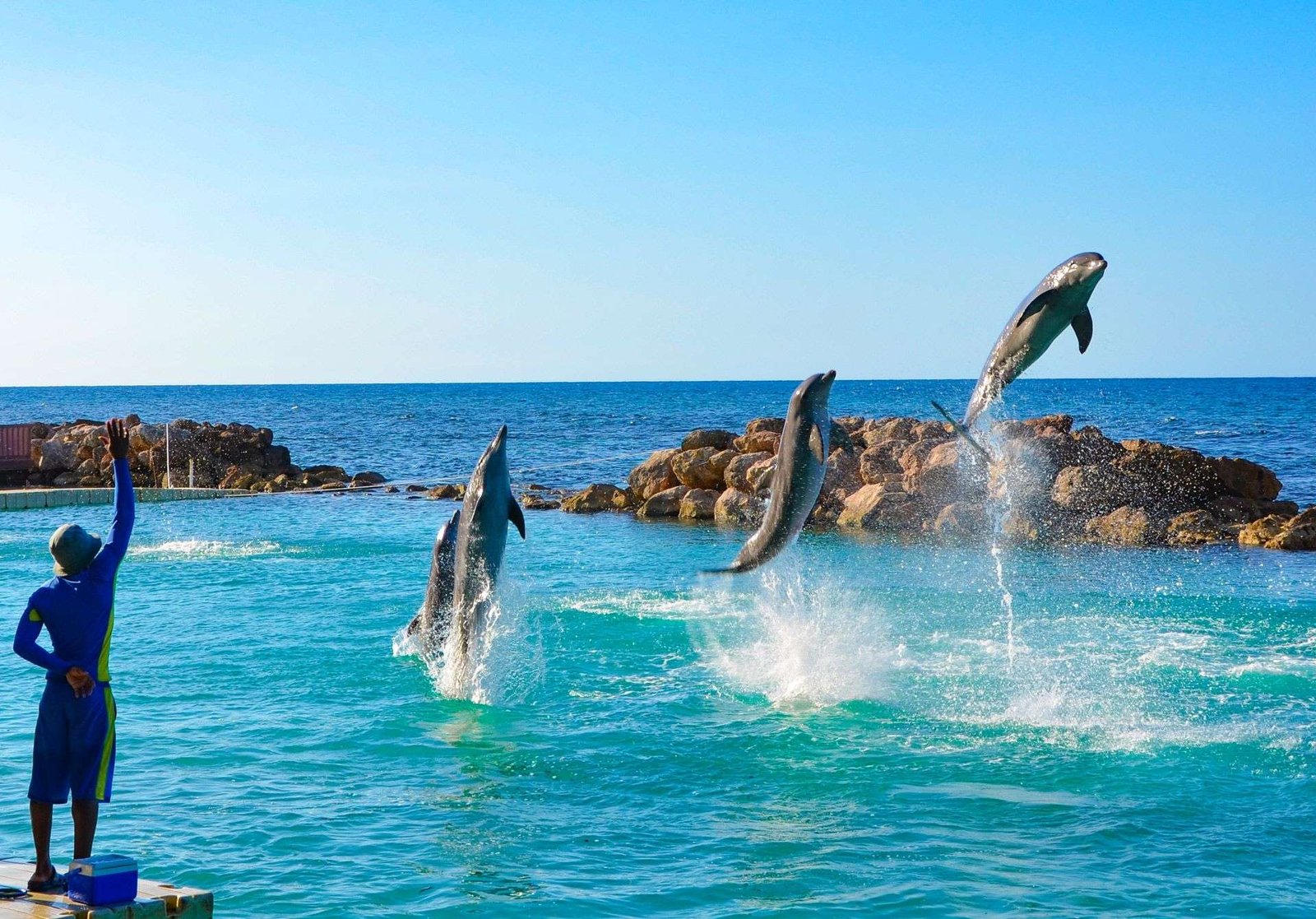 Dolphin Cove in Jamaica