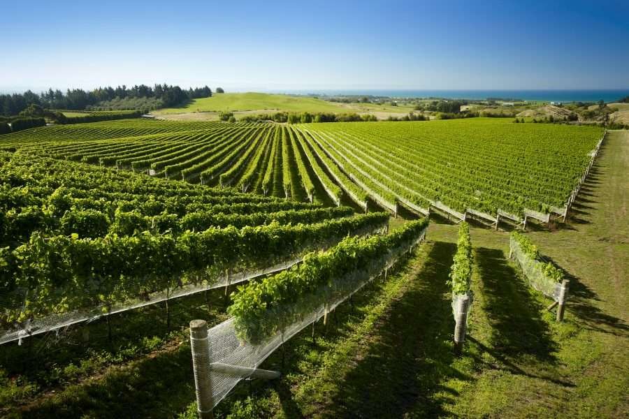 Hawke’s Bay Wine Region in New Zealand