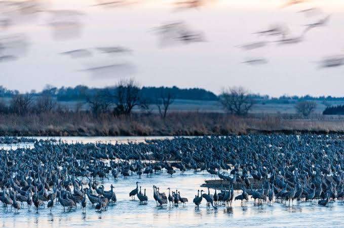 Sandhill Crane Migration (Platte River) in atte River) in USA, Midwest