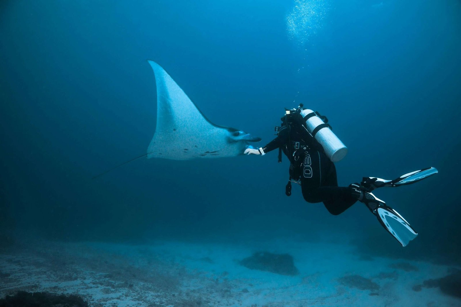 Manta Ray Night Dives Manta Ray Night Dives