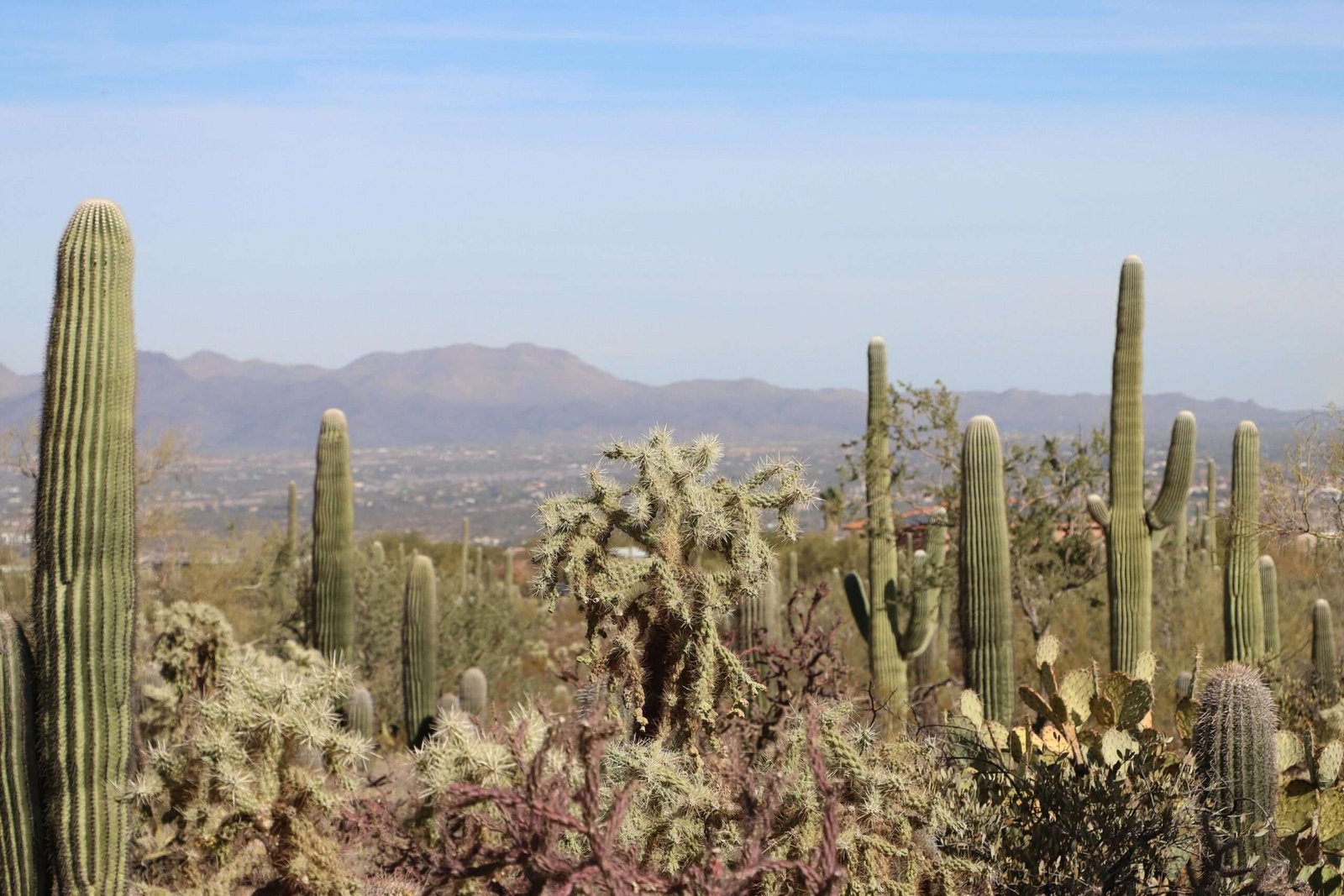 Saguaro National Park Saguaro National Park